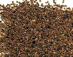 herb seeds