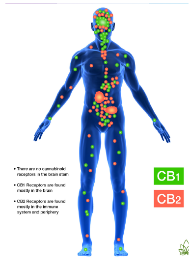 diagram of CB1 & CB2 Receptors