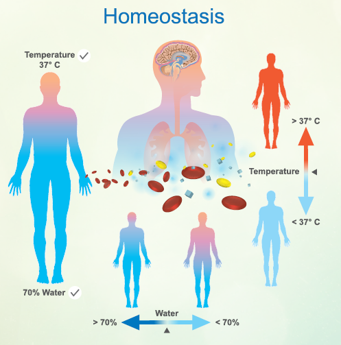 diagram of homeostasis